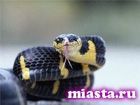 Змеи покусали уже 8 тоболяков