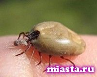 За неделю 323 жителя Тюменской области пострадали от укусов клещами