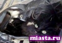 Спасатели просят АвтоВАЗ изменить конструкцию Kalina из-за кошек