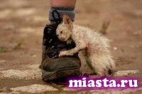 «Потеряшки» ждут помощи от любителей животных