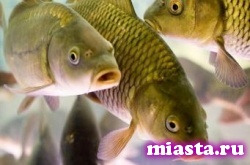 Правительство РФ утвердило правила определения границ рыбоводных участков