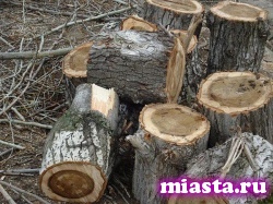 Работник лесосеки незаконно вырубил деревья на 1 млн рублей