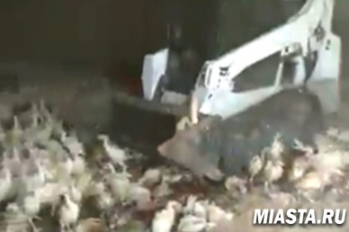 На обанкротившейся птицеферме раздавили индеек бульдозером