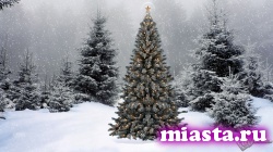 К 15 декабря лесники подготовят новогодние ели для тюменцев