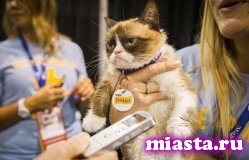 Хозяева "сердитой кошки" стали мультимиллионерами благодаря ее популярности в интернете