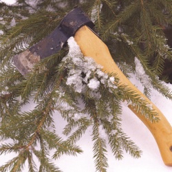 Незаконная рубка хвойных грозит штрафом