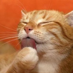 В аэропорту Владивостока кот отобедал на 60 тысяч рублей