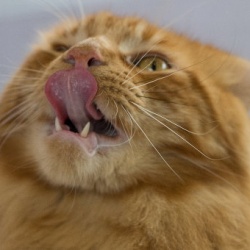 Кот-гурман из Владивостока нашелся