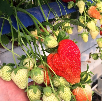 Почта России доставляет садоводам Тюменской области посылки с саженцами из уральских питомников