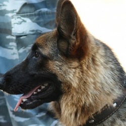 Саперы и кинологи проверят тюменские храмы