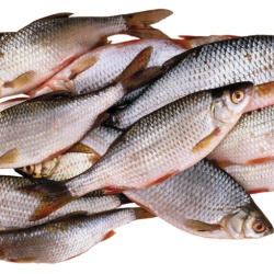 Строительство тюменского рыбного технопарка завершается