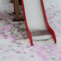 Тюменских собак травят розовым снегом