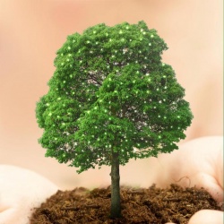 Тюменцам предлагают придумать памятные таблицы для деревьев