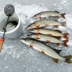 Тюменские рыбаки будут рыбачить по-новому