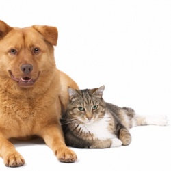 Бездомные животные ждут помощи от тюменцев