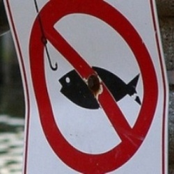 В Тюменской области запретили ловить стерлядь и нельму