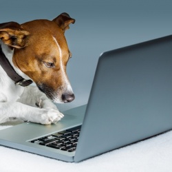 Ученые: Собаки различают добрые и злые лица