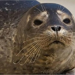 Из-за кризиса зоопарки посадили своих зверей на диеты