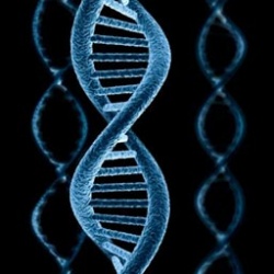 Сибирские генетики научились определять место рождения человека по ДНК