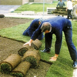 Программу озеленения территорий урезали до 50 миллионов