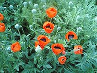 Наркополиция предлагает возродить в РФ выращивание кондитерского мака