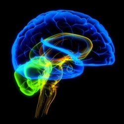 Генетики нашли фрагмент ДНК, влияющий на увеличение объема мозга