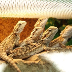 Весной могут закрыться более 50% зоомагазинов