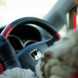 В Тюмени наградят самых дисциплинированных автоледи