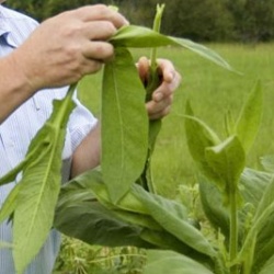 Рак будут лечить с помощью табака