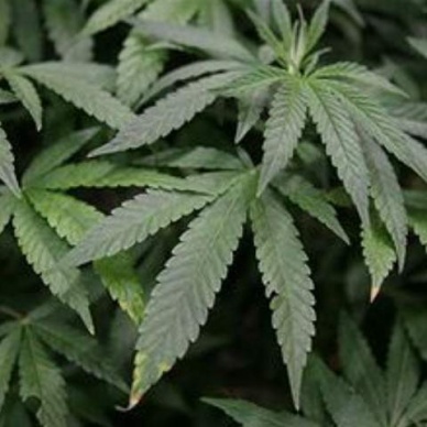 Директор мебельной фирмы в Красноярске выращивал в цеху коноплю