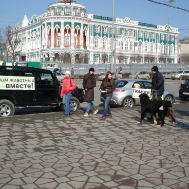 Тюмень присоединится к автопробегу в защиту бездомных животных