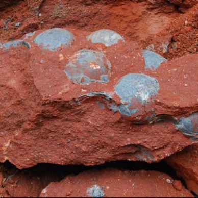 В Китае рабочие обнаружили крупную кладку яиц динозавра