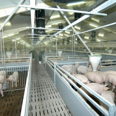 В Тюменской области появится один из крупнейших в Европе свинокомплексов