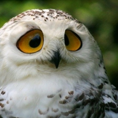 Возможно, вы не знали…