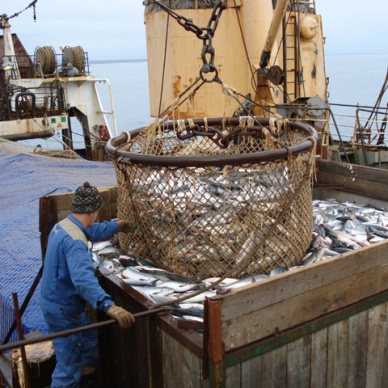 Российским рыбакам разрешили промышлять в Мировом океане