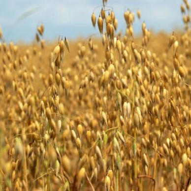 Сегодня к человеку маята пристает