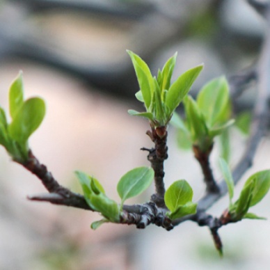 Проси Артема и еще восемь мучеников, чтобы не слепило и с ног не валило