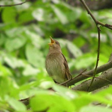 Сегодня начинают петь соловьи