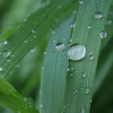 Пришло время кататься по росе