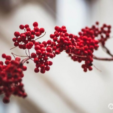 Сегодня зацветает рябина