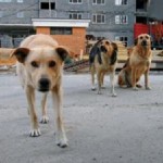 С 16 июня в Тюмени вновь начинается отлов бездомных собак