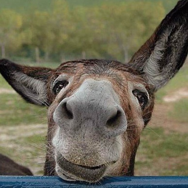 Осла выпустили из тюрьмы в Мексике