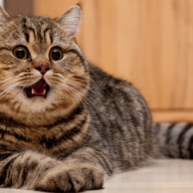 Бешеный кот четыре часа не пускал владельцев войти в их квартиру