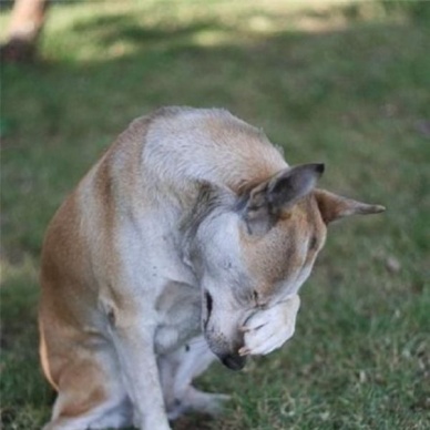 Тюменцев призывают разбить копилки для помощи животным