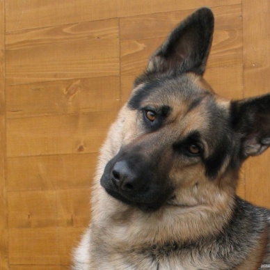 Британская старушка покусала напавшую на ее терьера немецкую овчарку.