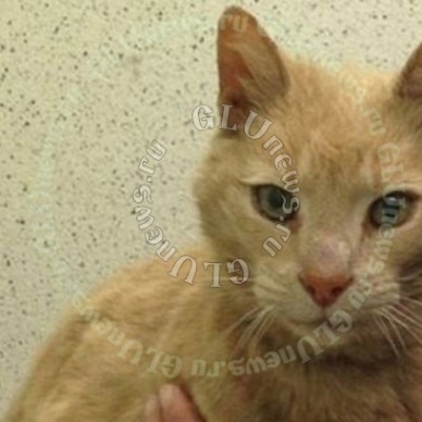 Пропавшего 15 лет назад кота нашли за тысячи километров от дома