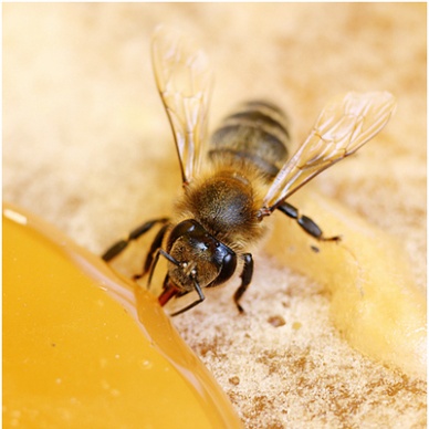 Злые пчелы сулят засуху