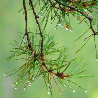 Если на Мефодия дождь – идти ему 40 дней