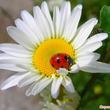 Праздник семьи в Голышмановском районе