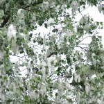 Тополиный пух опасен не только для алергетиков